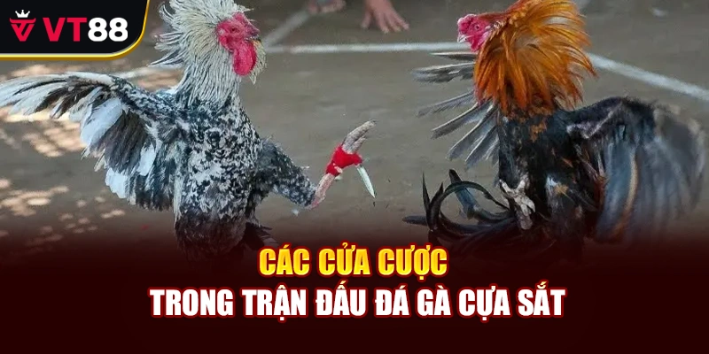 Các cửa cược trong trận đấu đá gà cựa sắt