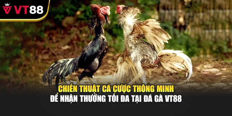 Chiến thuật cá cược thông minh để nhận thưởng tối đa tại đá gà VT88