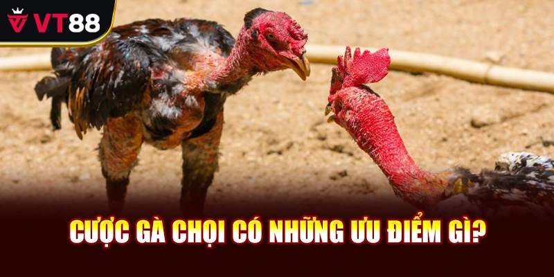 Cược gà chọi có những ưu điểm gì?