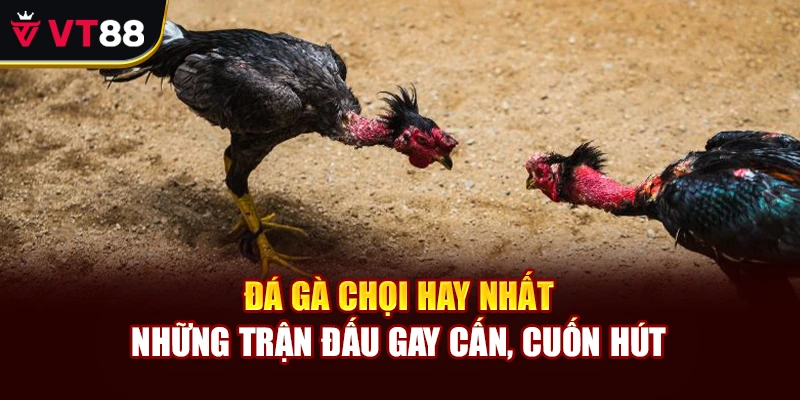 Đá Gà Chọi Hay Nhất – Những Trận Đấu Gay Cấn, Cuốn Hút