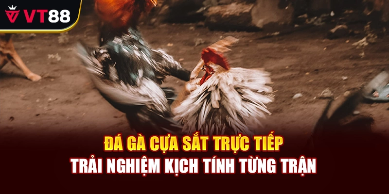 Đá Gà Cựa Sắt Trực Tiếp – Trải Nghiệm Kịch Tính Từng Trận