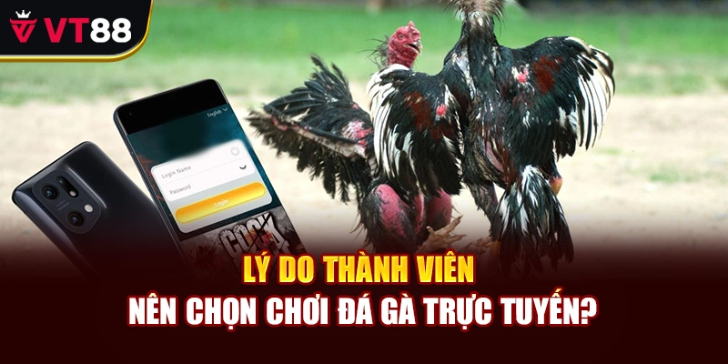 Lý do thành viên nên chọn chơi đá gà trực tuyến?