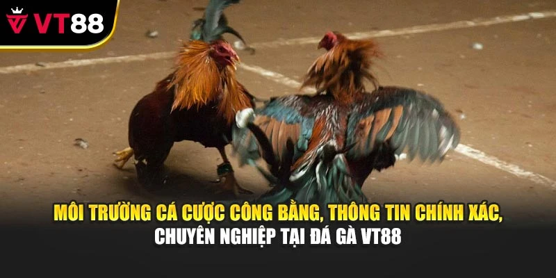 Môi trường cá cược công bằng, thông tin chính xác, chuyên nghiệp tại đá gà VT88