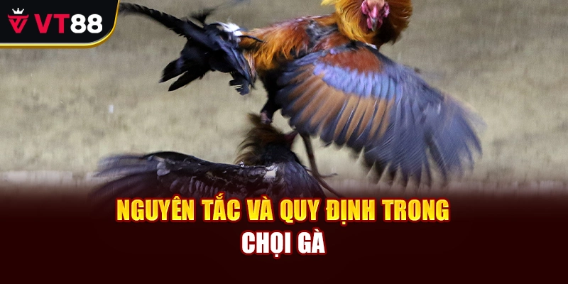 Nguyên tắc và quy định trong chọi gà 