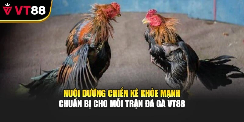 Nuôi dưỡng chiến kê khỏe mạnh chuẩn bị cho mỗi trận đá gà VT88
