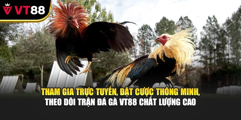 Tham gia trực tuyến, đặt cược thông minh, theo dõi trận đá gà VT88 chất lượng cao