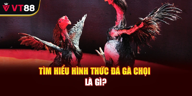 Tìm hiểu hình thức đá gà chọi là gì?