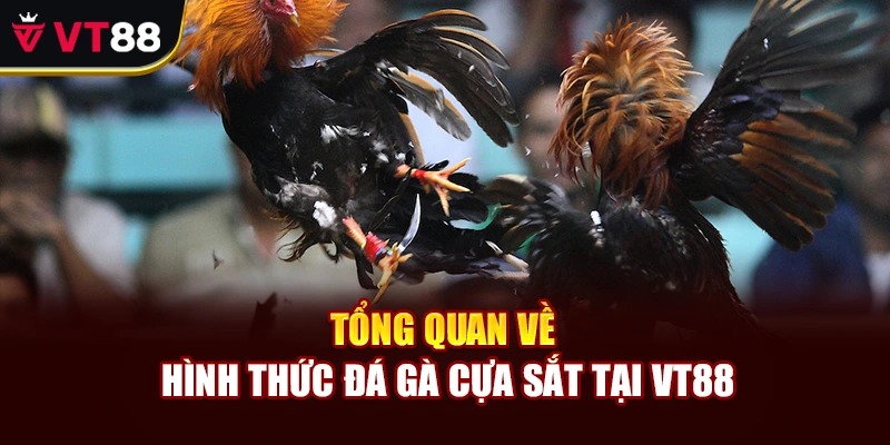 Tổng quan về hình thức đá gà cựa sắt tại VT88
